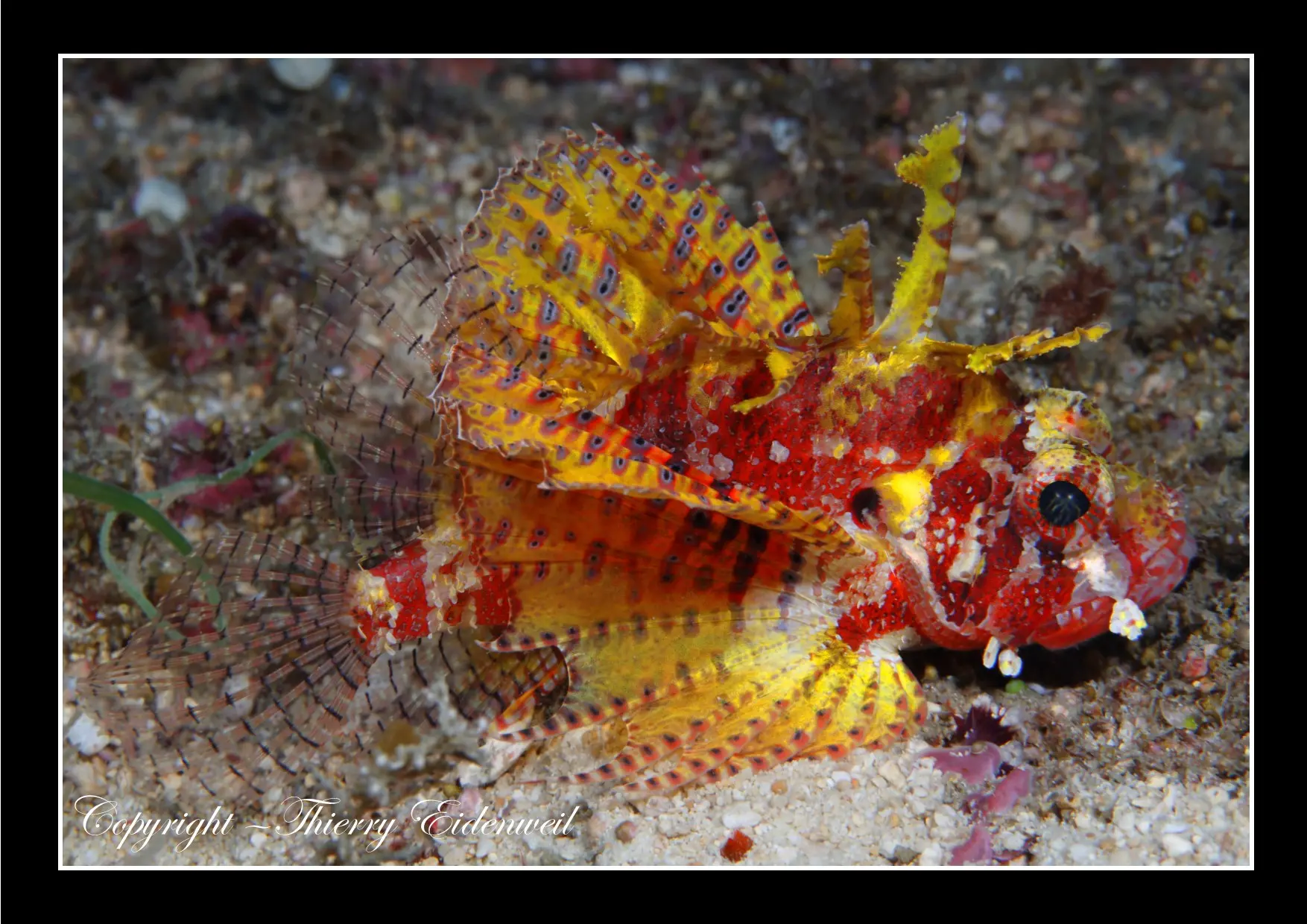 Anilao Macro Dive Media Highlight